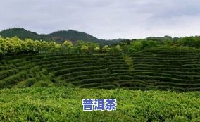 金奖茶叶多少价格，金奖茶叶价格查询：想知道它值多少钱吗？