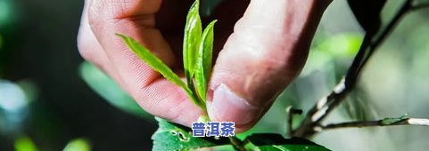 正同昌古树茶买过怎么样，购买正同昌古树茶的体验分享：效果如何？