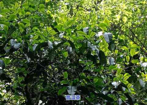 97年普洱茶水蓝印-97蓝水印普洱生茶