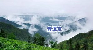 七彩云南2015布朗春古熟茶：连续三年的熟茶珍品