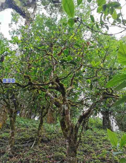 普洱茶冲泡技巧四要素：掌握冲泡流程与方法