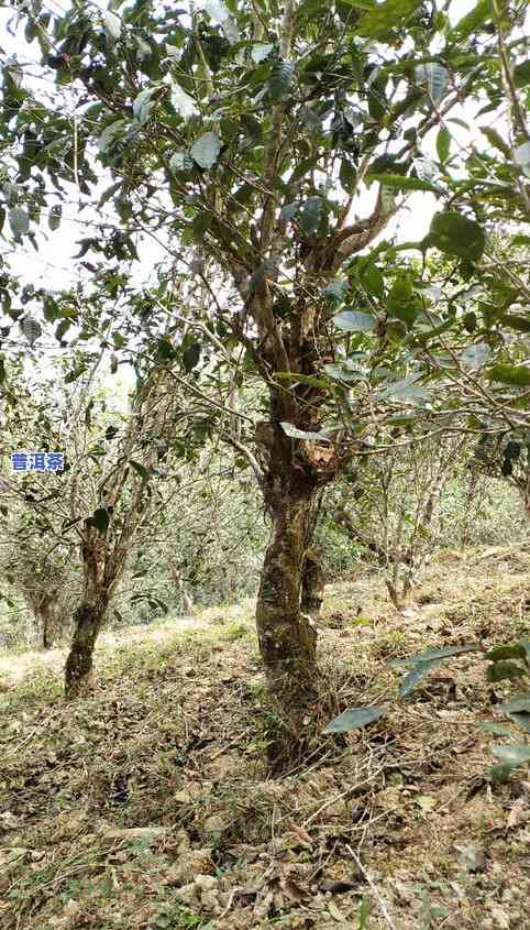 昆明到普洱飞机票价查询：最新航班价格一览