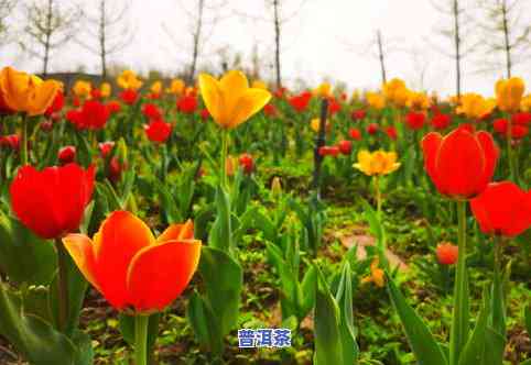 普洱茶加金菊花起什么用-普洱菊花金银花一起泡水