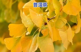 斗记香斗2101普洱茶-斗记香斗价格