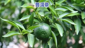 老班章茶气太猛，探讨老班章茶的霸气口感：为何被赞誉为普洱茶之王？