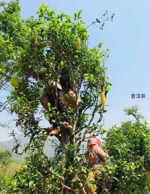 清芷普洱茶旗舰店是正品吗-清芷普洱茶旗舰店是正品吗