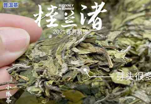 老同志产区型普洱茶，经典回味：老同志产区型普洱茶的魅力探索