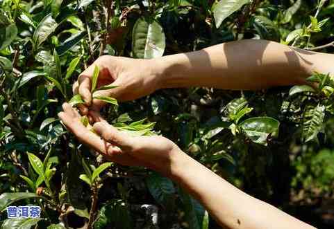 怎样区分台地茶和古树茶-台地茶能喝吗