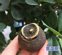 七子云南普洱茶价格表：详览各及规格价格