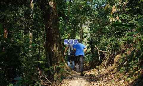 老班章厂址，探寻老班章茶的起源地：揭秘老班章厂址的魅力