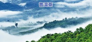 普洱茶赵云川，探寻普洱茶的魅力：与赵云川的对话