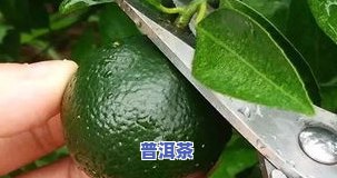 云南老班章茶叶图片-云南老班章是什么茶