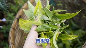 七彩云南茶叶普洱茶熟茶，品味七彩云南：探索茶叶世界的瑰宝——普洱茶熟茶