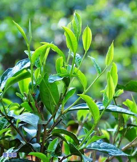 老班章茶熟茶的特点和口感，探秘老班章茶熟茶的特别特点与口感