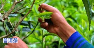 紫鹃普洱茶，品味紫鹃普洱茶：一种特别的茶叶体验