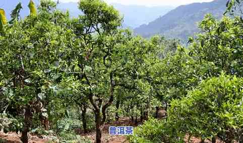 普洱茶要密封保存多久喝-普洱茶要密封保存多久喝更好