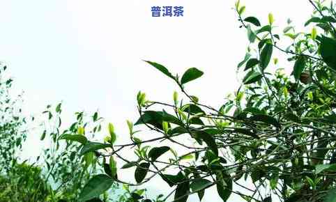 普洱茶怎样打开：从瓶盖到茶叶的完全指南