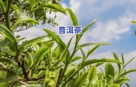 50年老普洱茶图片，品味历史的韵味：50年陈年的普洱茶图片欣赏