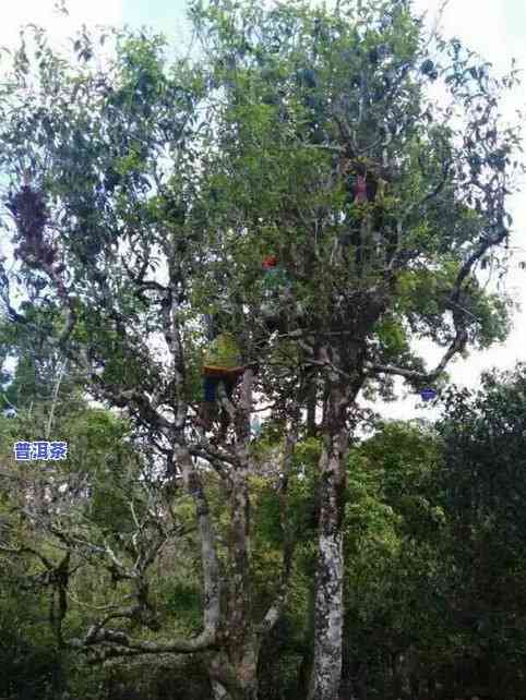 云南老同子普洱茶价格，探究云南老同子普洱茶的价格及其市场表现