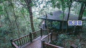 雨林古树茶庄园：服务、地址及介绍