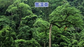 雨林古树茶庄园：服务、地址及介绍