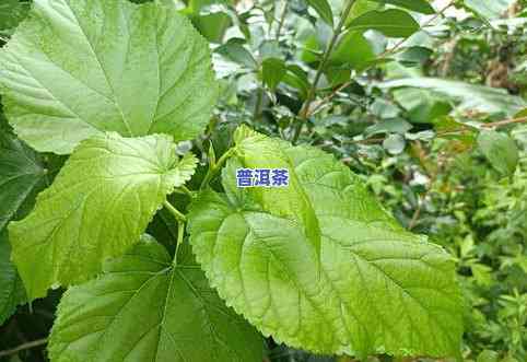 有枣香味的普洱茶：种类与特点全解析