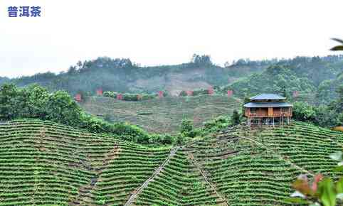 2007年六大茶山普洱茶生茶，探秘2007年六大茶山普洱茶生茶：历史、口感与收藏价值