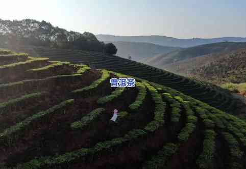 白茶和普洱茶的起源与发展-白茶和普洱茶的起源与发展历史