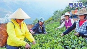 新益号普洱茶：生产厂家、排名及介绍