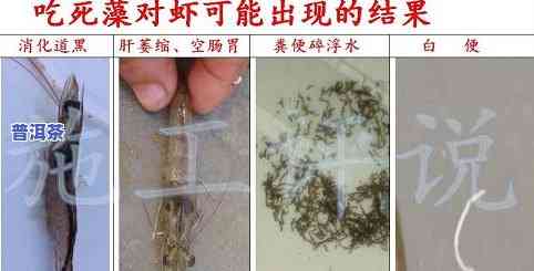 速溶普洱茶测评分析表最新-速溶普洱茶测评分析表最新版