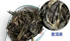 熟普洱和白茶一起泡：功效与好处全解析