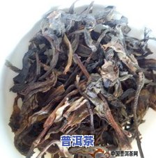 熟普洱和白茶一起泡：功效与好处全解析