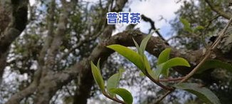 龙润钓鱼台国宾馆普洱茶价格表 - 2007年款及生茶价格一览