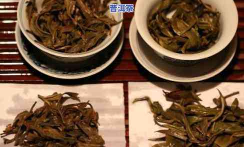 让普洱茶走向世界的茶叶是什么茶，揭秘让普洱茶走向世界的茶叶品种