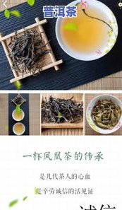 普洱茶分多少类茶种茶叶，探究普洱茶的种类：熟悉不同类型的茶叶