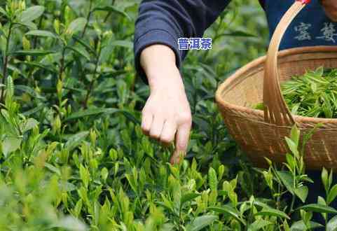 普洱生茶与熟茶区别在那-普洱生茶与熟茶区别在那里