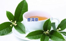 七子饼茶与老班章有何区别？哪个更好？