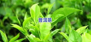 怎样消除普洱茶渍妙招图片-怎样消除普洱茶渍妙招图片大全