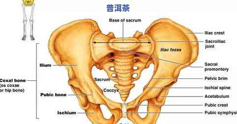 普洱茶耐泡度由什么决定？探讨作用其耐泡程度的因素