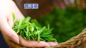 徐文兵普洱，探索普洱茶的世界：与徐文兵一起品味传统文化的瑰宝