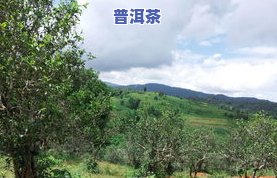 京东糯米香普洱茶怎么样-京东糯米香普洱茶怎么样啊