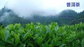 风普洱茶饼包装盒-普洱茶饼包装盒图片价格查询