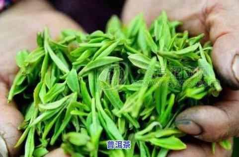 中缅边境野生普洱茶-中缅边境古树茶