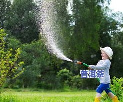 普洱茶加菊花茶的禁忌是什么？详解搭配饮用的风险与注意事项