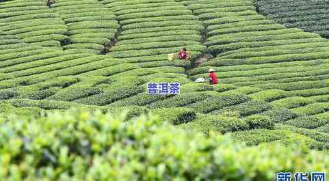 七彩云南普洱生茶饼-七彩云南普洱茶饼价格表