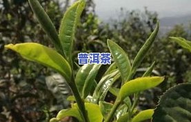 与熟普洱茶的区别和功效-与熟普洱茶的区别和功效是什么