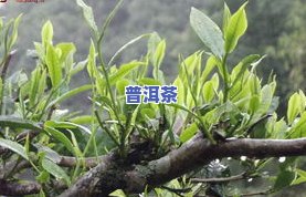 勐海古树茶厂老班章-勐海生态古树茶老班章