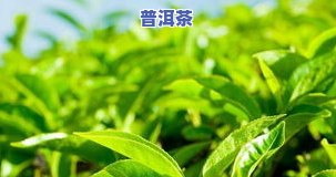 浙江普洱茶加工企业-普洱茶叶加工厂