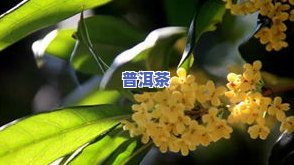 备孕期间，男性是否适合饮用茶叶茶？