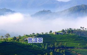 大益普洱茶砖一公斤生茶，2000克熟茶，250克小块装